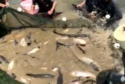抓鱼视频,揭秘海洋生态的奇妙世界